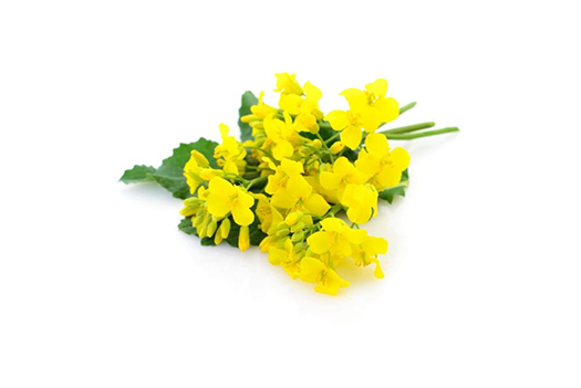 Ingredient Rapeseed Oil